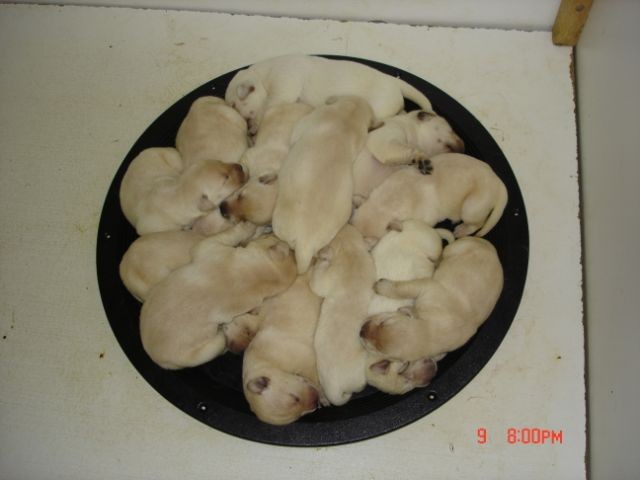 Yew's Pups 1 wk 003.jpg